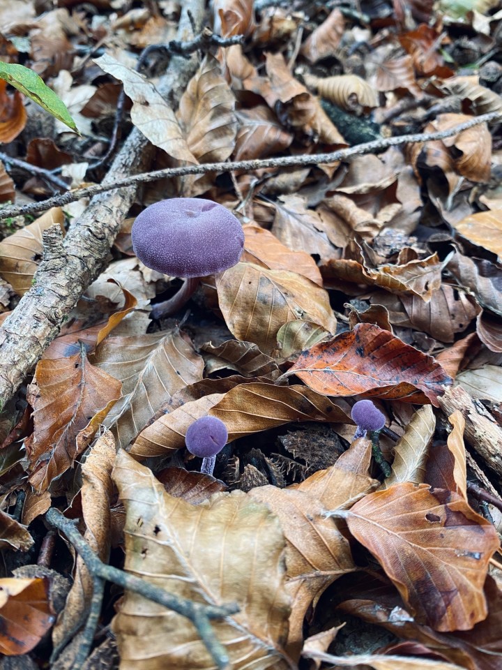 Mushroom Foraging with Hedgerow&nbsp;Harvest