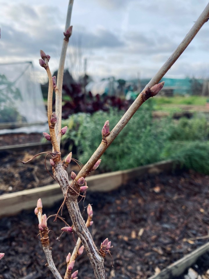 Our Allotment: Winter Plot&nbsp;Update