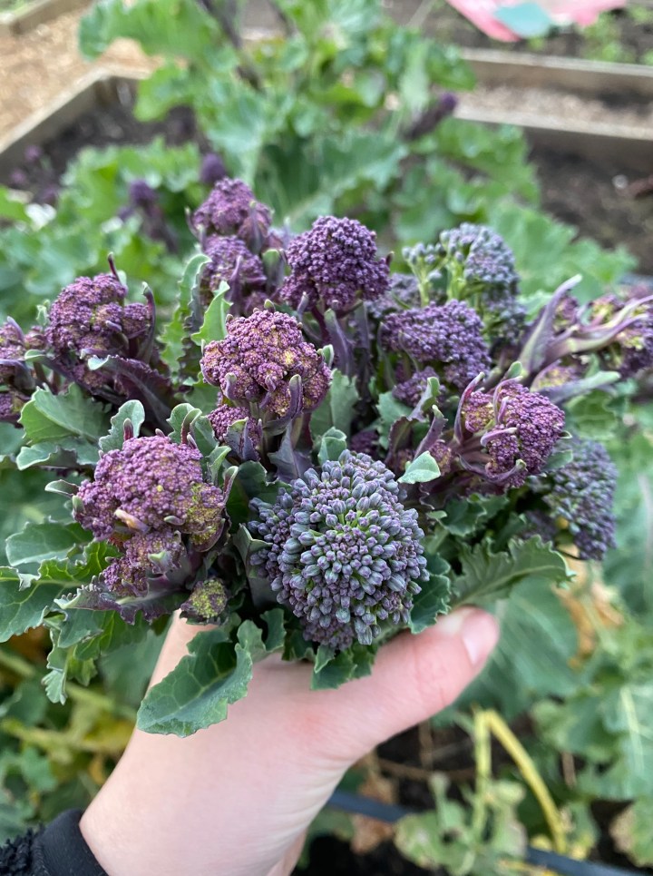 Our allotment: Spring 2021&nbsp;update
