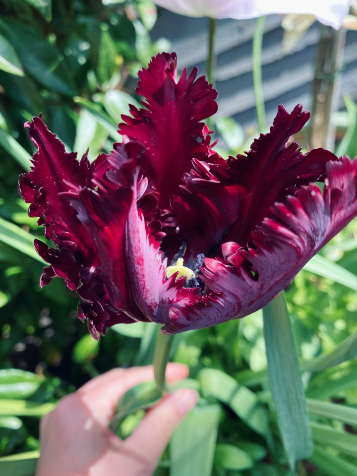 Bulb Lasagne – Spring&nbsp;Update!