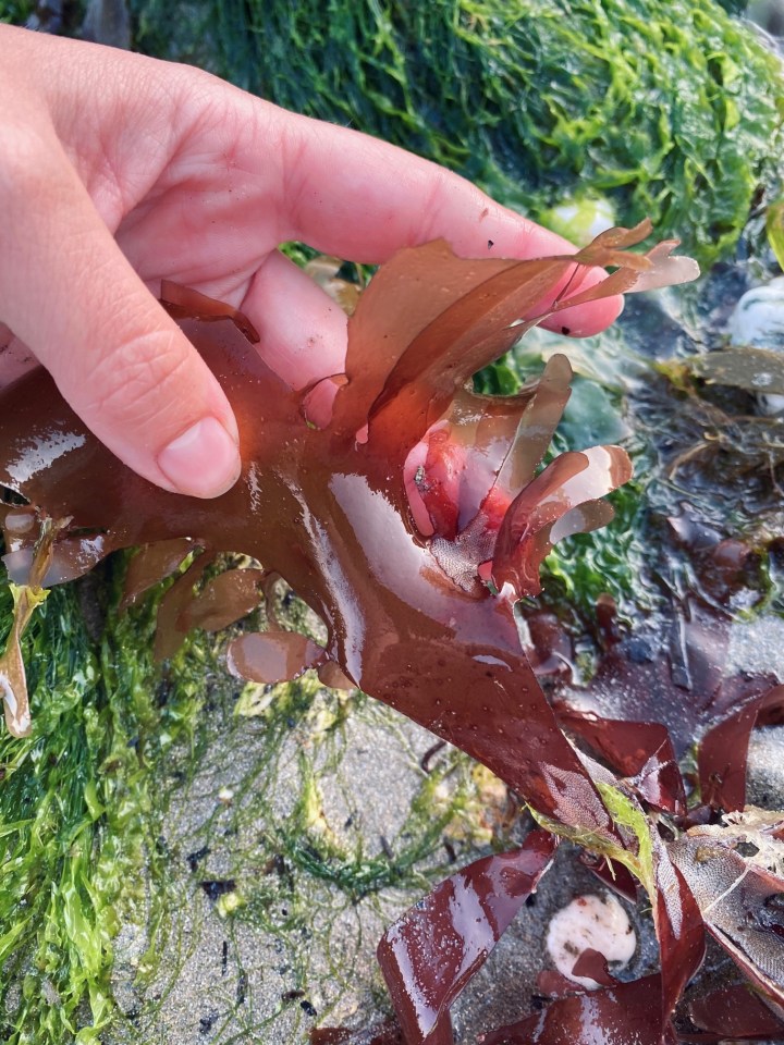 A Coastal Forage: Gathering&nbsp;Seaweed