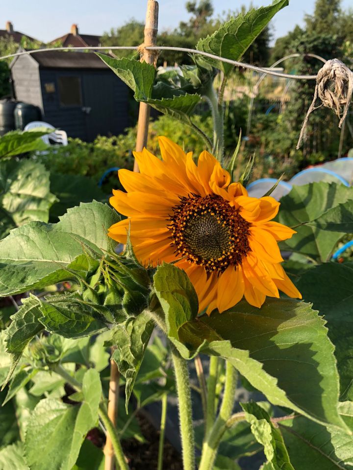 Our Allotment: Summer 2022&nbsp;Update